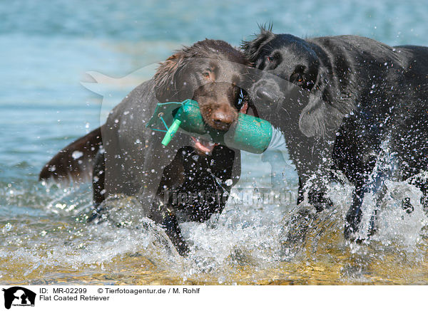 Flat Coated Retriever / Flat Coated Retriever / MR-02299
