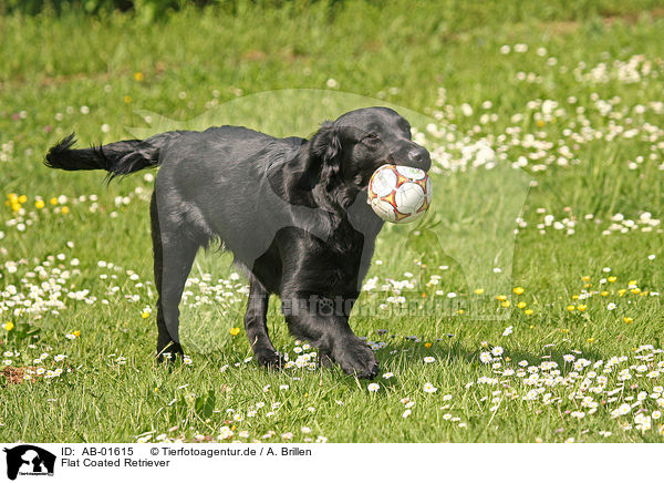 Flat Coated Retriever / Flat Coated Retriever / AB-01615