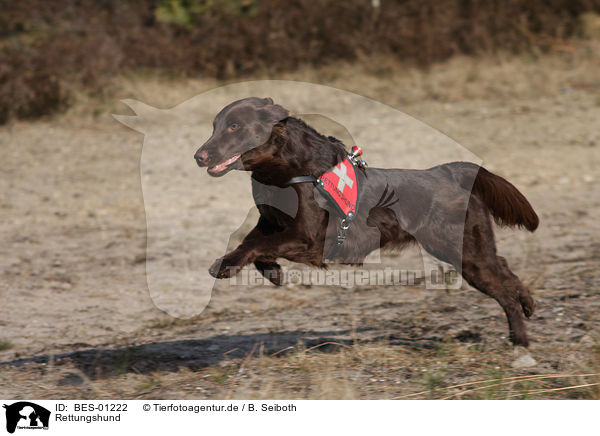 Rettungshund / rescue dog / BES-01222
