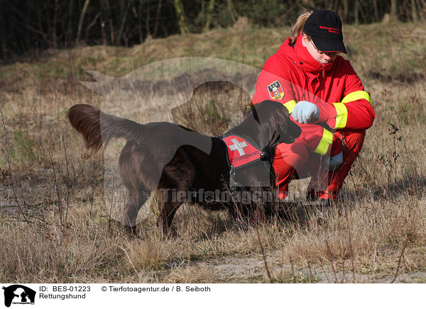 Rettungshund / rescue dog / BES-01223