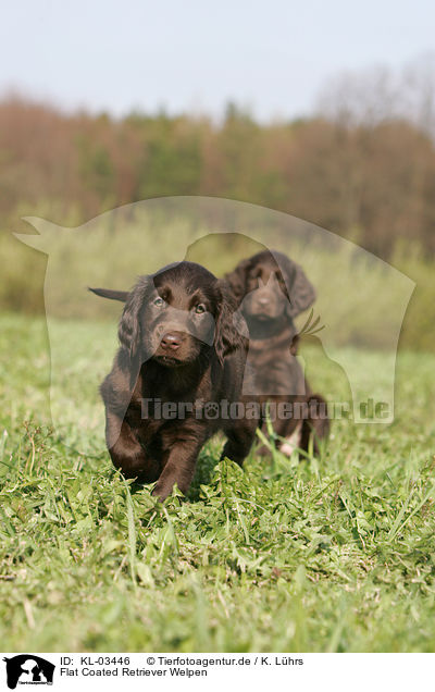 Flat Coated Retriever Welpen / Flat Coated Retriever puppies / KL-03446