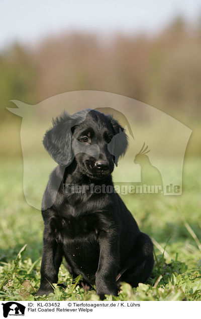 Flat Coated Retriever Welpe / KL-03452