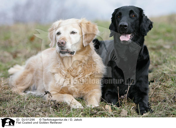 Flat Coated und Golden Retriever / Flat Coated and Golden Retriever / DJ-01296