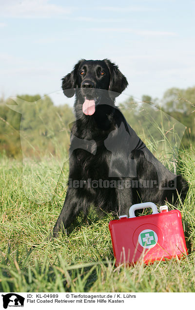 Flat Coated Retriever mit Erste Hilfe Kasten / Flat Coated Retriever / KL-04989