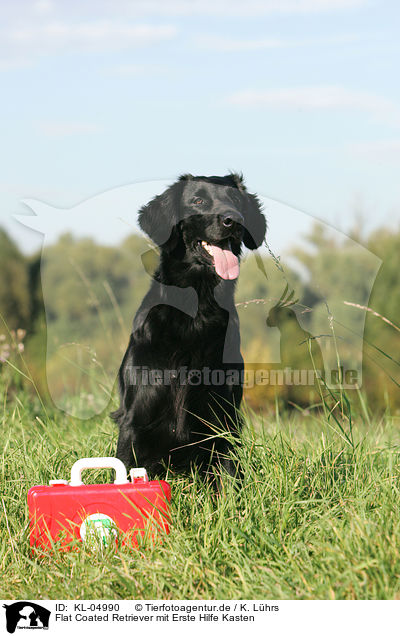 Flat Coated Retriever mit Erste Hilfe Kasten / Flat Coated Retriever / KL-04990