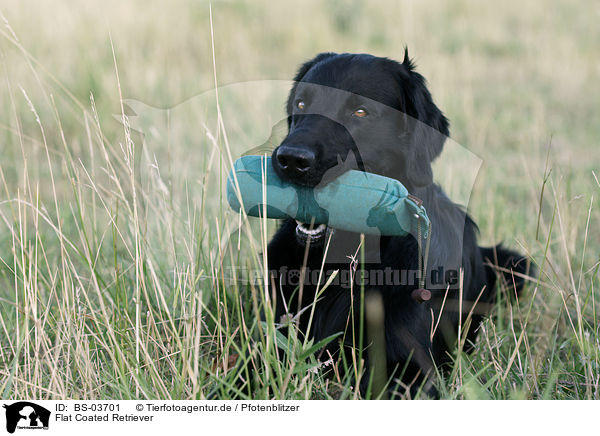 Flat Coated Retriever / Flat Coated Retriever / BS-03701