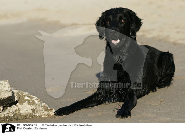 Flat Coated Retriever / Flat Coated Retriever / BS-03709