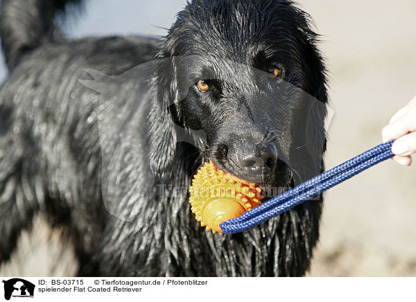 spielender Flat Coated Retriever / playing Flat Coated Retriever / BS-03715