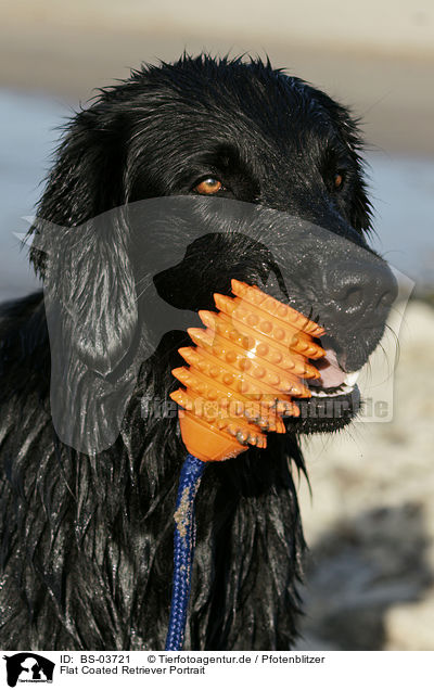 Flat Coated Retriever Portrait / Flat Coated Retriever Portrait / BS-03721