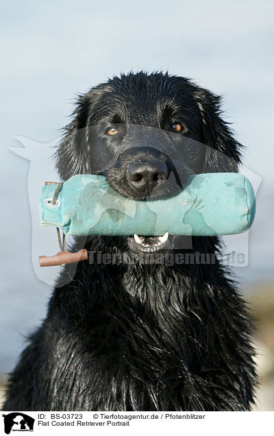 Flat Coated Retriever Portrait / Flat Coated Retriever Portrait / BS-03723