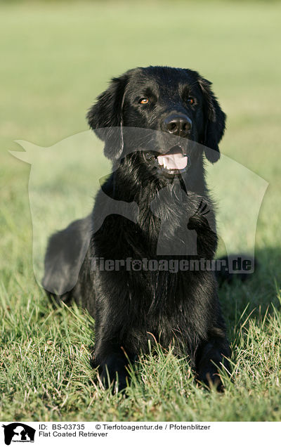 Flat Coated Retriever / Flat Coated Retriever / BS-03735