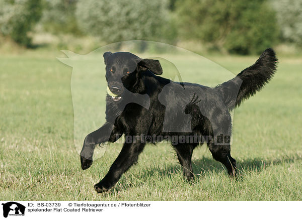 spielender Flat Coated Retriever / playing Flat Coated Retriever / BS-03739