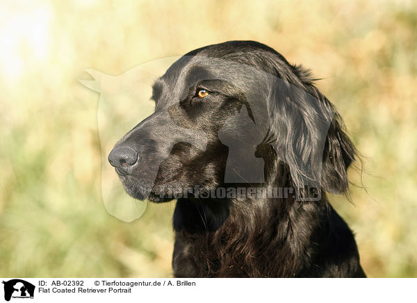 Flat Coated Retriever Portrait / Flat Coated Retriever Portrait / AB-02392