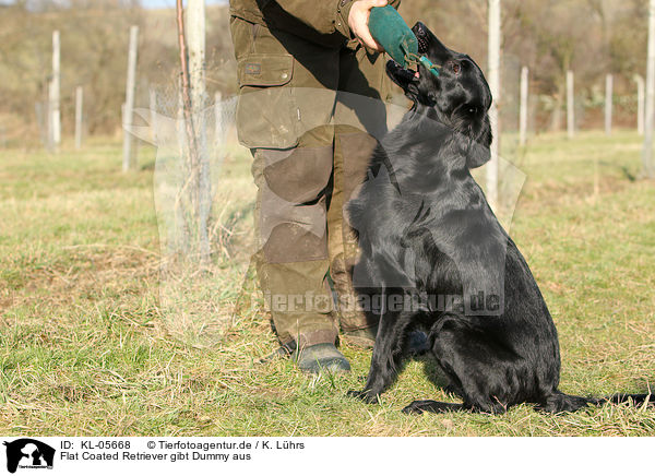 Flat Coated Retriever gibt Dummy aus / KL-05668