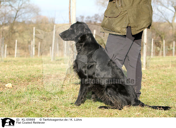 Flat Coated Retriever / KL-05669