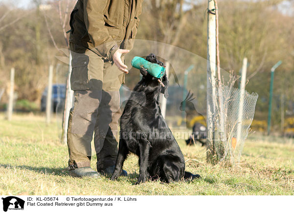 Flat Coated Retriever gibt Dummy aus / KL-05674
