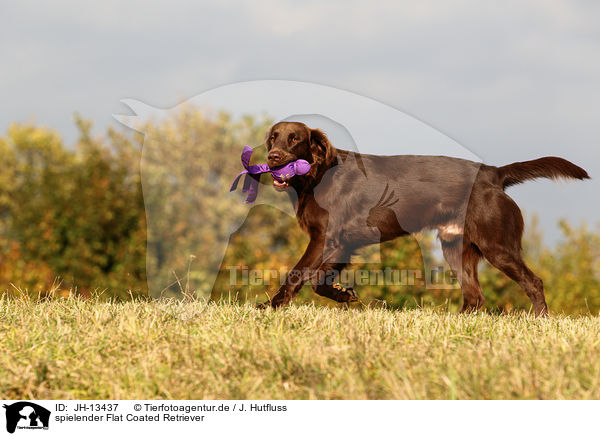 spielender Flat Coated Retriever / playing Flat Coated Retriever / JH-13437