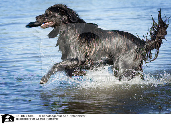 spielender Flat Coated Retriever / playing Flat Coated Retriever / BS-04898