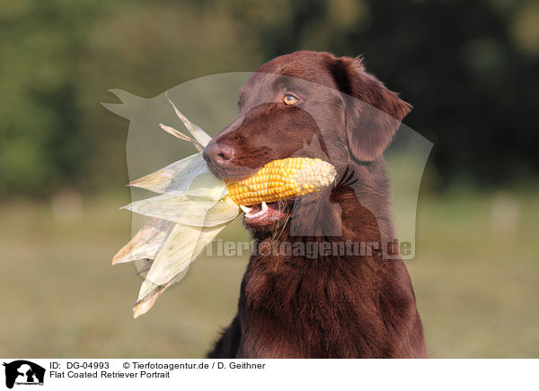 Flat Coated Retriever Portrait / Flat Coated Retriever Portrait / DG-04993