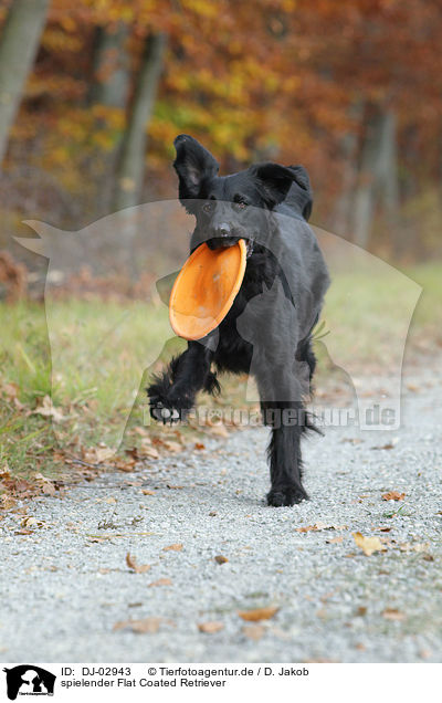 spielender Flat Coated Retriever / playing Flat Coated Retriever / DJ-02943