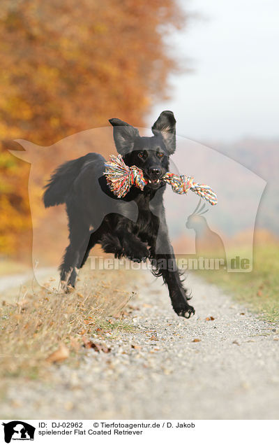 spielender Flat Coated Retriever / playing Flat Coated Retriever / DJ-02962