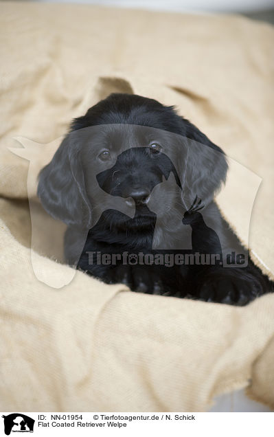Flat Coated Retriever Welpe / NN-01954