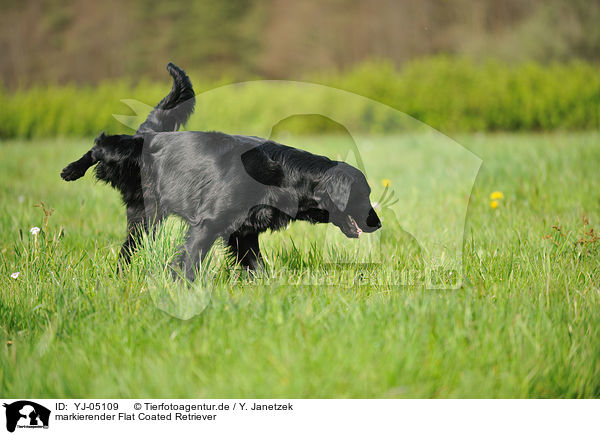 markierender Flat Coated Retriever / urinating Flat Coated Retriever / YJ-05109