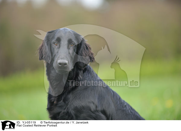 Flat Coated Retriever Portrait / Flat Coated Retriever Portrait / YJ-05119