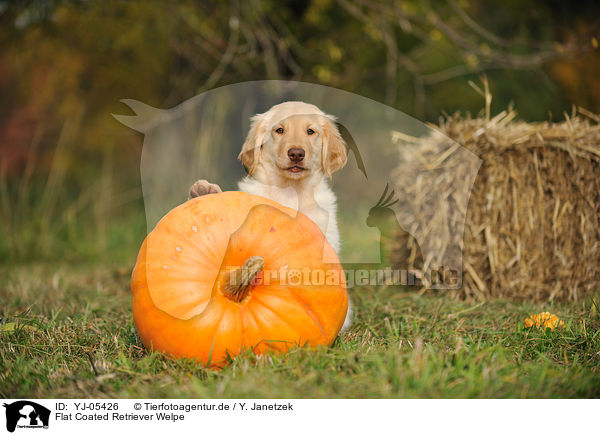 Flat Coated Retriever Welpe / Flat Coated Retriever Puppy / YJ-05426