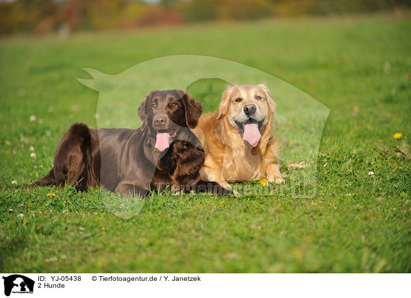 2 Hunde / 2 dogs / YJ-05438