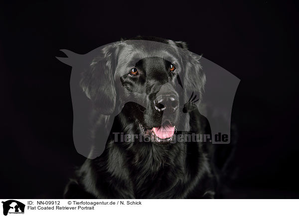 Flat Coated Retriever Portrait / NN-09912