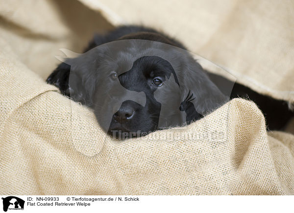 Flat Coated Retriever Welpe / NN-09933