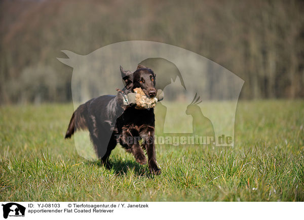 apportierender Flat Coated Retriever / retrieving Flat Coated Retriever / YJ-08103