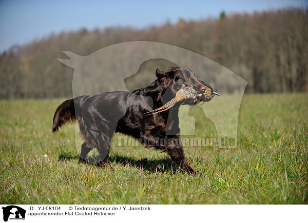 apportierender Flat Coated Retriever / retrieving Flat Coated Retriever / YJ-08104