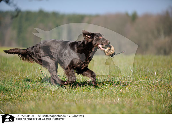 apportierender Flat Coated Retriever / retrieving Flat Coated Retriever / YJ-08106