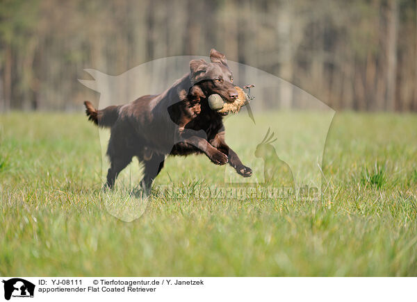 apportierender Flat Coated Retriever / retrieving Flat Coated Retriever / YJ-08111