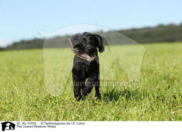 Flat Coated Retriever Welpe / Flat Coated Retriever Puppy / KL-14702