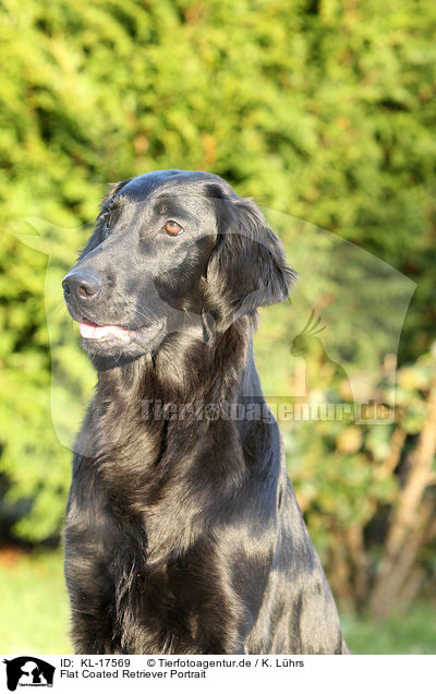 Flat Coated Retriever Portrait / KL-17569
