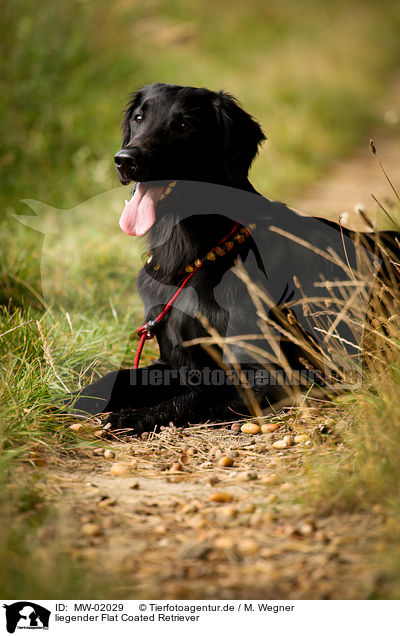 liegender Flat Coated Retriever / lying Flat Coated Retriever / MW-02029