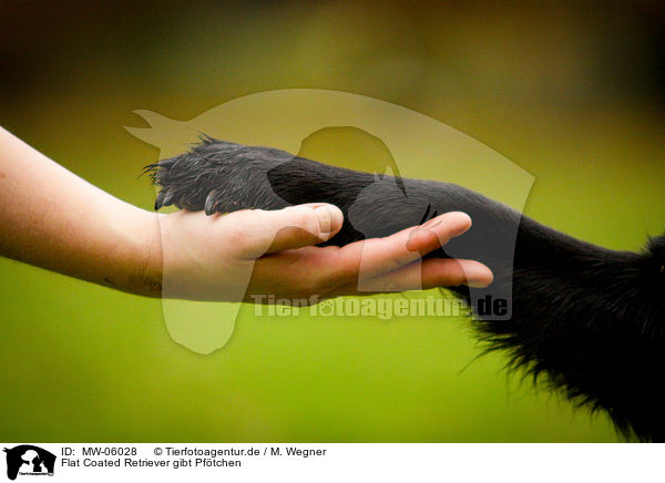 Flat Coated Retriever gibt Pftchen / Flat Coated Retriever gives paw / MW-06028