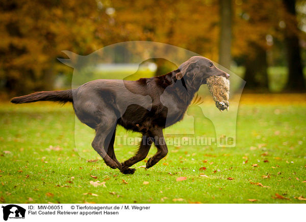 Flat Coated Retriever apportiert Hasen / Flat Coated Retriever retrieves hare / MW-06051