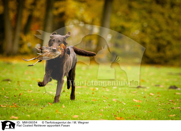 Flat Coated Retriever apportiert Fasan / Flat Coated Retriever retrieves Pheasant / MW-06054