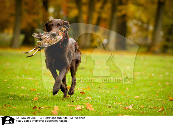 Flat Coated Retriever apportiert Fasan / Flat Coated Retriever retrieves Pheasant / MW-06056