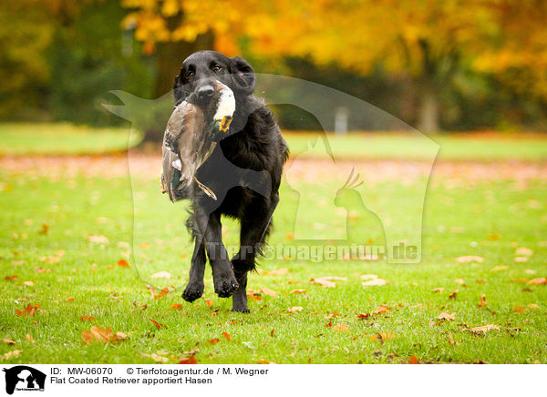 Flat Coated Retriever apportiert Hasen / MW-06070