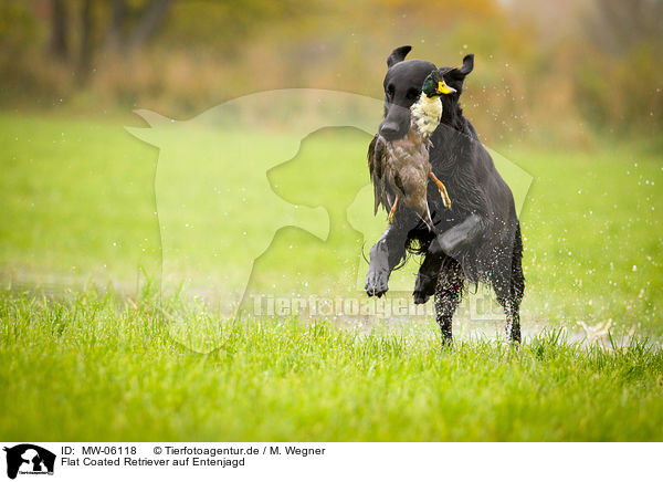 Flat Coated Retriever auf Entenjagd / Flat Coated Retriever on duck hunting / MW-06118