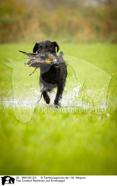 Flat Coated Retriever auf Entenjagd / Flat Coated Retriever on duck hunting / MW-06120