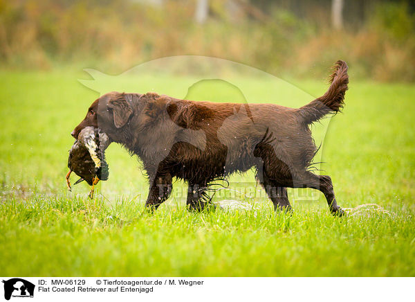 Flat Coated Retriever auf Entenjagd / Flat Coated Retriever on duck hunting / MW-06129
