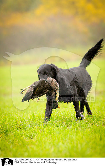 Flat Coated Retriever auf Entenjagd / MW-06132