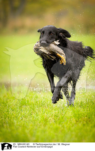 Flat Coated Retriever auf Entenjagd / Flat Coated Retriever on duck hunting / MW-06140