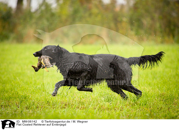 Flat Coated Retriever auf Entenjagd / Flat Coated Retriever on duck hunting / MW-06142